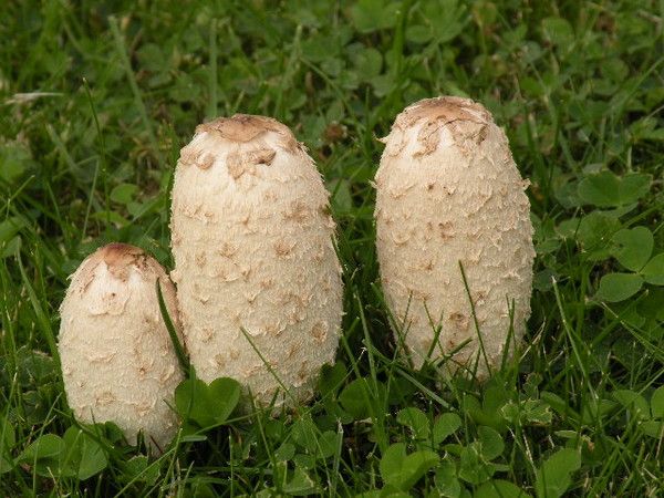 Champignon Du Jardin